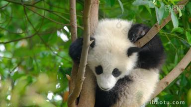熊猫幼崽巨大的竹子